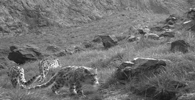 Цоохор ирвэс (Panthera unicia Schreber, 1775)